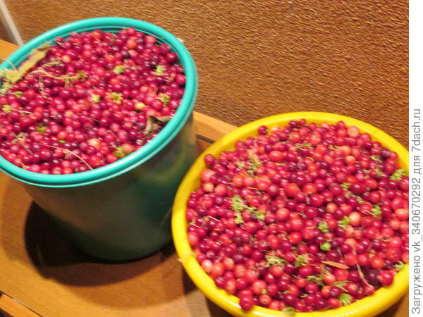 Клюквы набрали ведро и тазик.