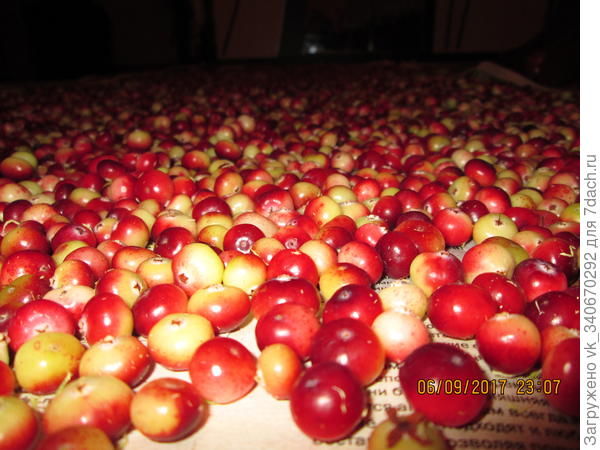 Пусть пр сохнет, чтоб легко очистилась от мха.