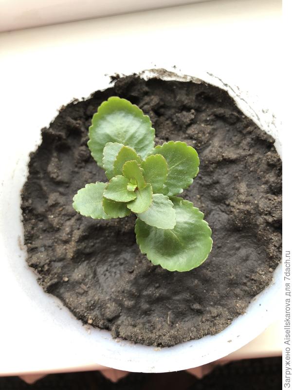 Здравствуйте! Подскажите что за цветок???