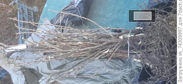 Все саженцы отличные с прекрасной корневой системой.