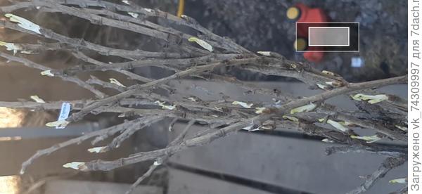 Все саженцы живые