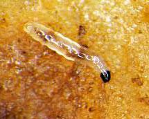 личинка сциариды