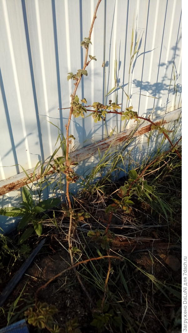 Стебли вроде бы чистые