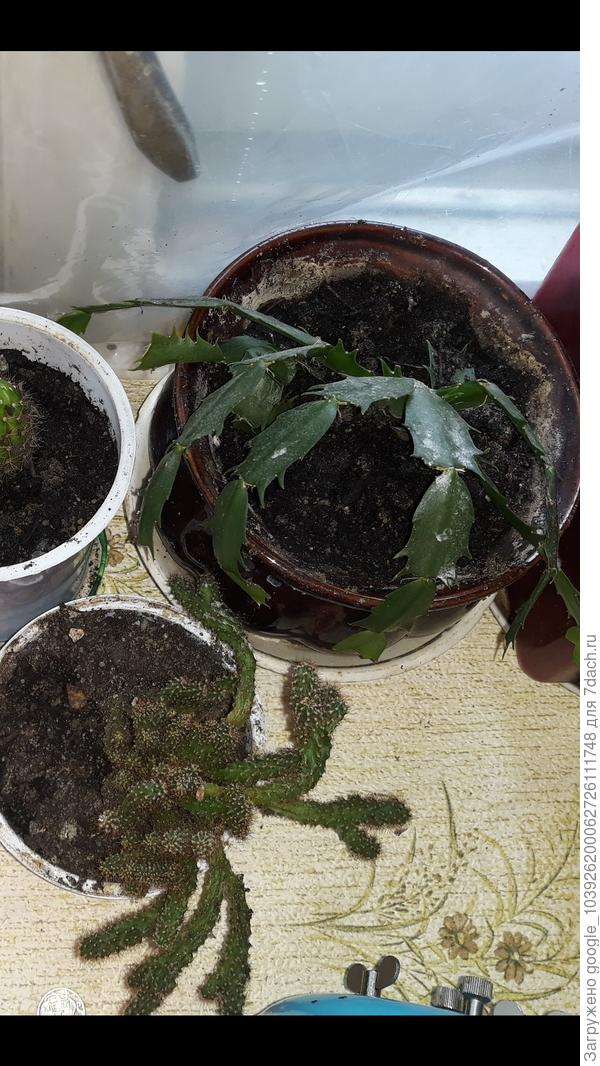 Помогите понять пожалуйста что это за цветы? Были без должного ухода(