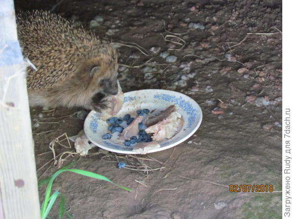 Мяско вкуснее жимолости))))