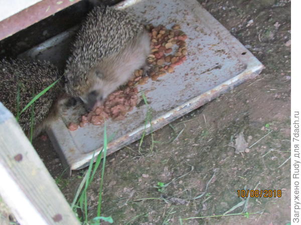 Тут приблизила,через секунду разбежались,потом посмотрела---доели)))