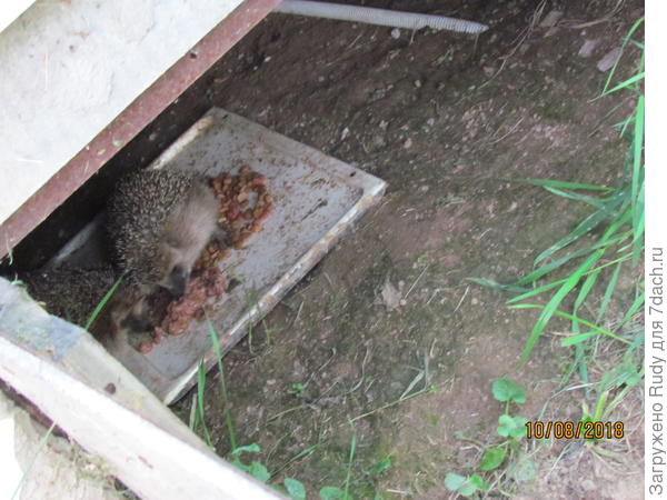 Консервы вкуснее))))