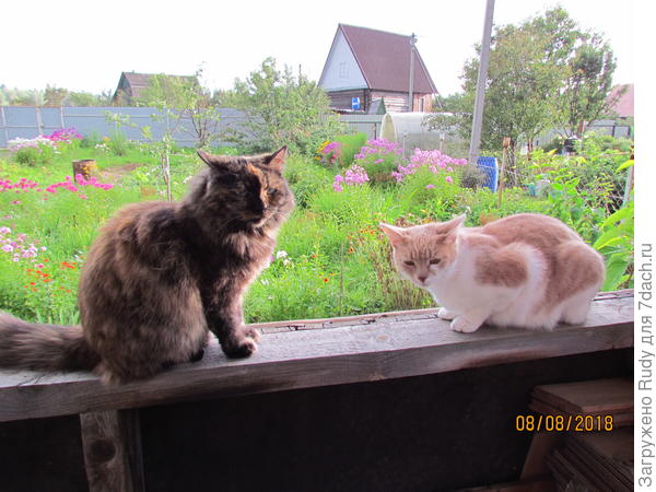 Тинка с Басей,Баська-Рыська появилаь осенью 2013 г.из приюта.