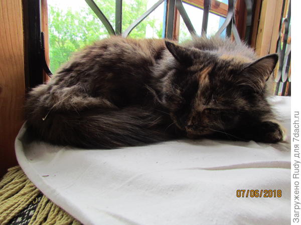 Это Тинка,Курносик,Черепашка)))) Появилась у нас в августе 2011г.,гуляля с Рыжкой,а она вышла к нам ,на даче,да так и осталась--вся в зелёных соплях и гнойных глазах