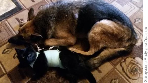 А это Марсик,последний Цукаткин найдёныш,пошли гулять,в Москве,проходили мимо д.сада,вот толи Рыжка его достал,толи Марсюха сам к нему вылез,этот момент я пропустила)))))) Тут Марсик после операции