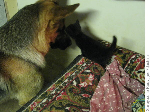 Это Кася,только принесли домой,пошли на даче гулять и Рыжка нашёл целофановую сумку,стал её носом толкать,мы с соседкой решили посмотреть,что там,а там двое вот таких котят,Эту кроху я взяла,а соседка другую,Назвали Касей,прожила с нами 5-6 лет,на даче так и пропала.....