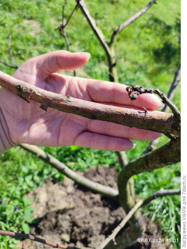 Отходит кора