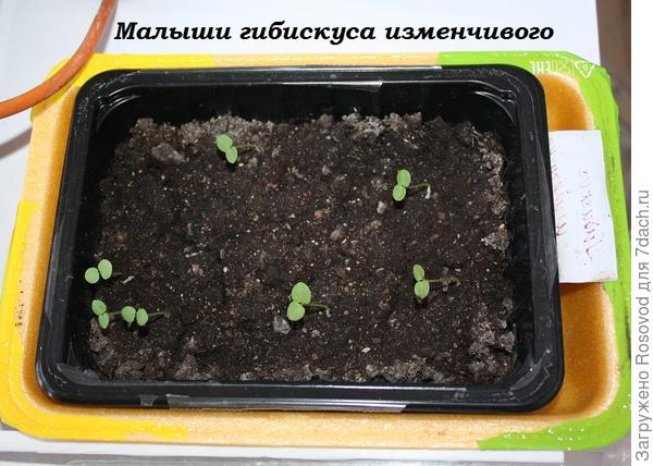 Магазин Семян Seedspost Ru
