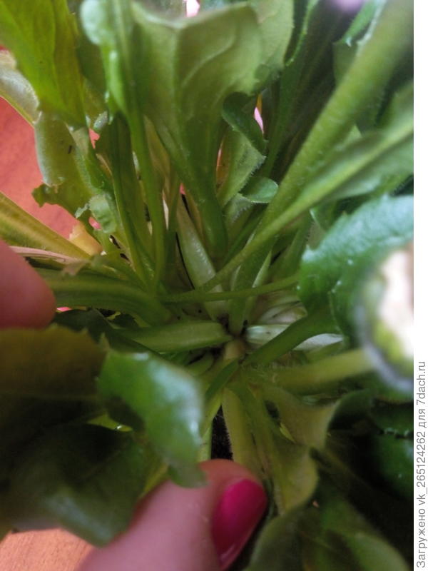 Подскажите как называеться этот цветок?