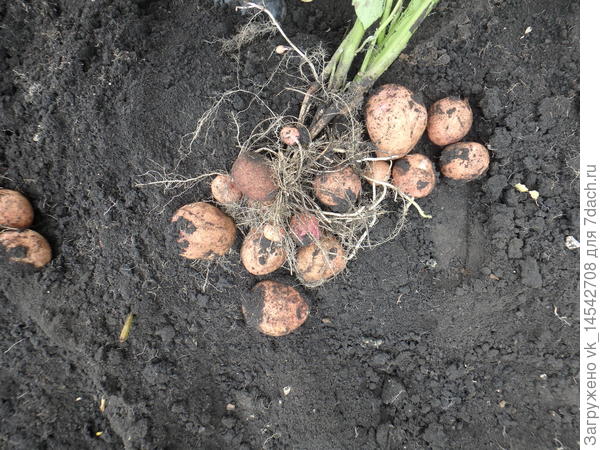 Сорт Краса. Красивый действительно, но забраковали: очень толстая кожура. Годится только на запекание.