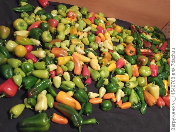 Здесь - 11 ведер перца. Второй сбор. В первом было не меньше...