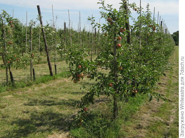 Продолжительность яблони. Высота яблони 8 метров. Сколько лет живет яблоня. Высота яблони Аполло. Высота яблока 90мм.