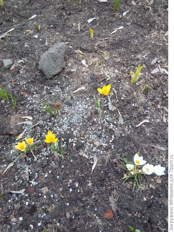 еще крокусы