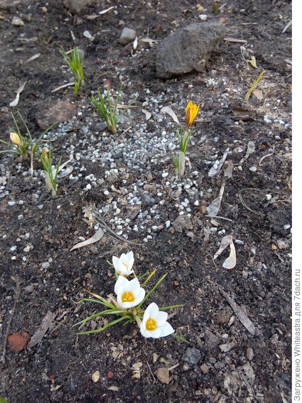 и еще крокусы