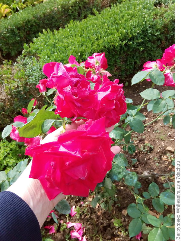 розы