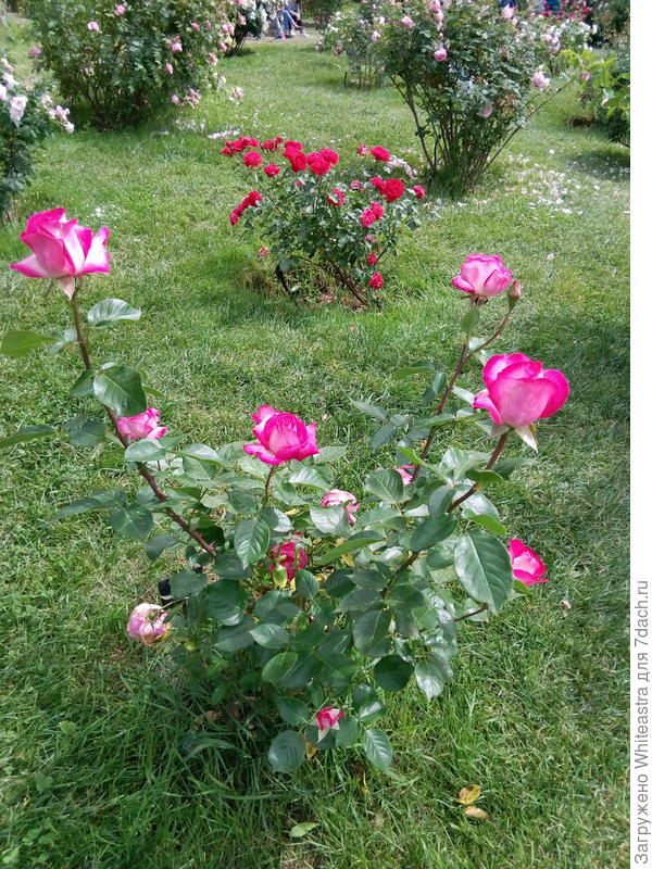 розы