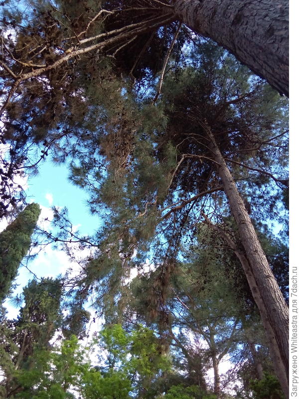 Pinus halepensis