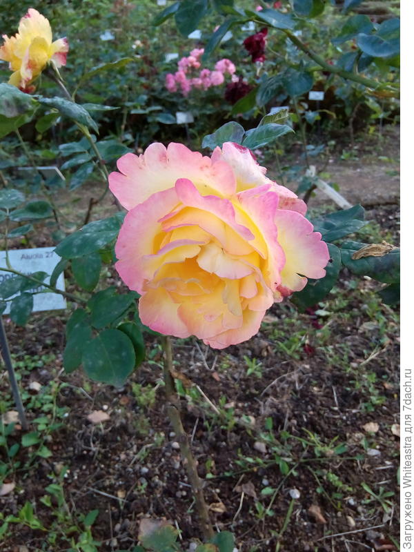 Emeraude d'Or