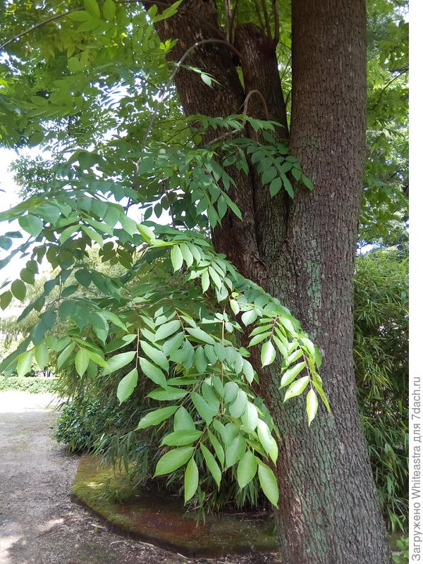 Koelreuteria paniculata Laxm.