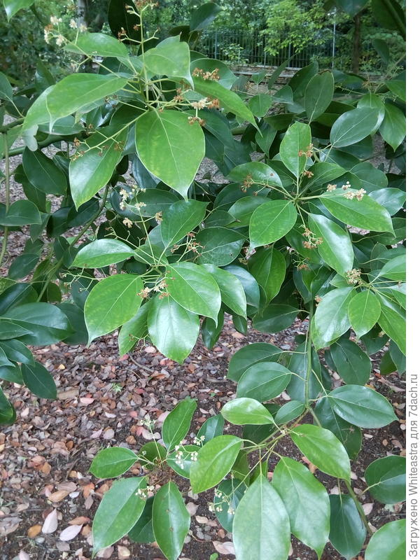 Cinnamomum glanduliferum