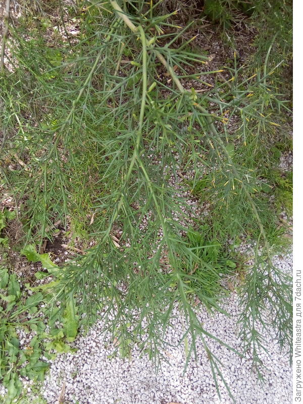 Colletia spinosa Lam.