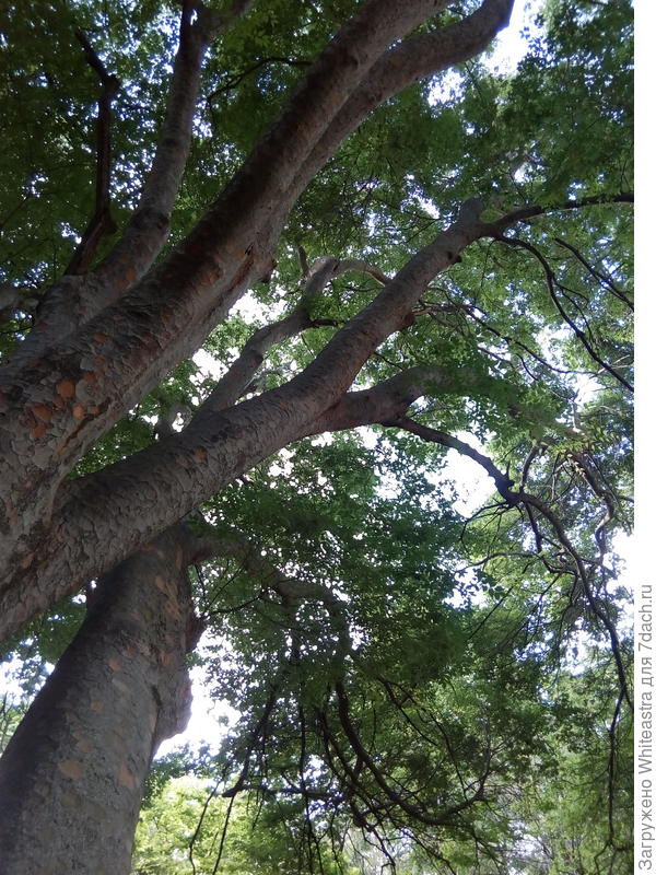 Zelkova serrata