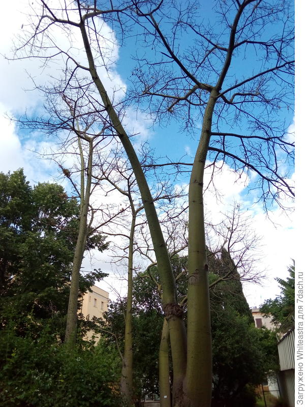 Ceiba speciosa (Chorisia speciosa)