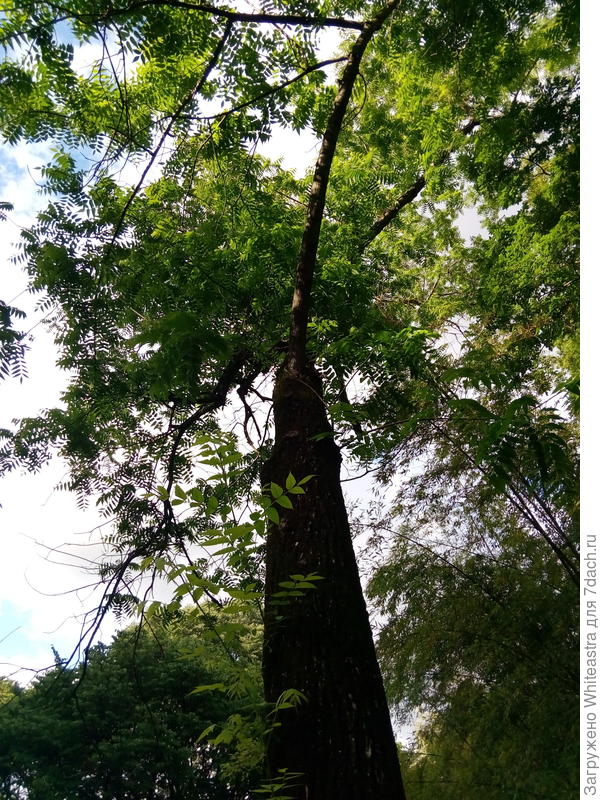 Juglans nigra