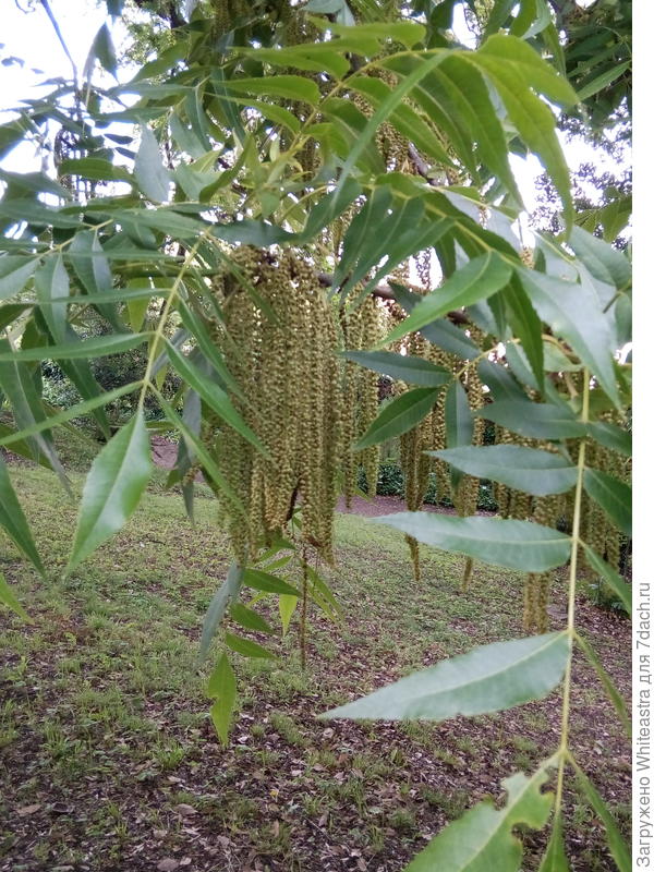 Cestrum parqui