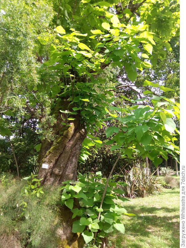 Catalpa bignonioides Walter