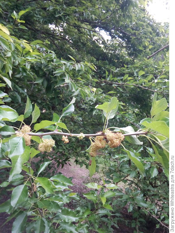 Maclura pomifera