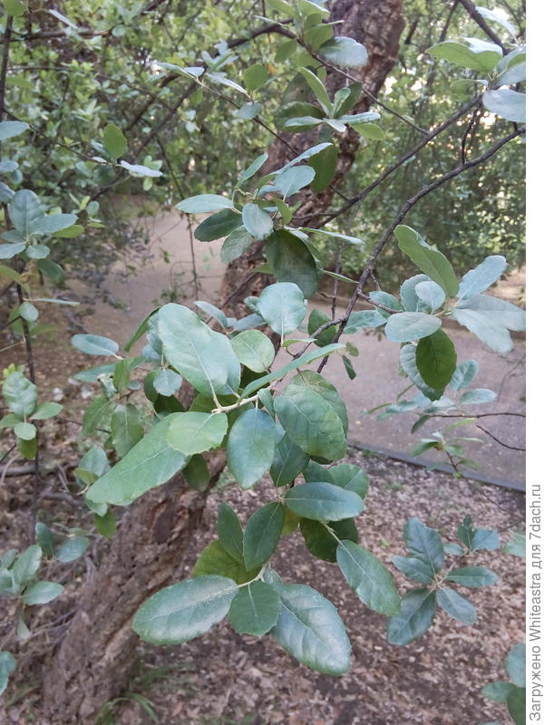Quercus suber. Еще один дуб.