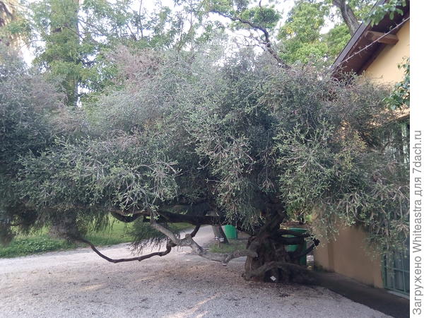 Melaleuca diosmifolia