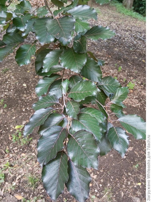 Acer campestre