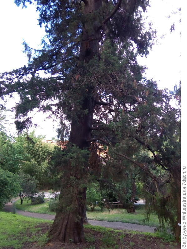 Cupressus sempervirens