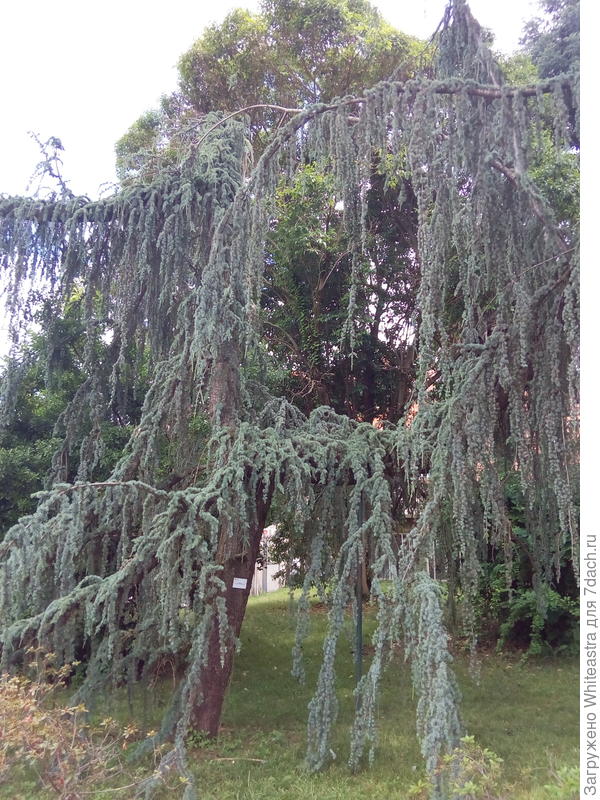 Cedrus atlantica Glauca Pendula