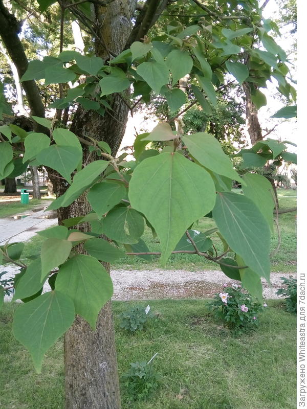Mallotus japonicus