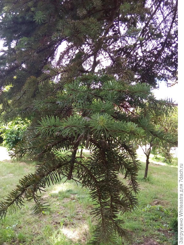Abies cephalonica Loudon