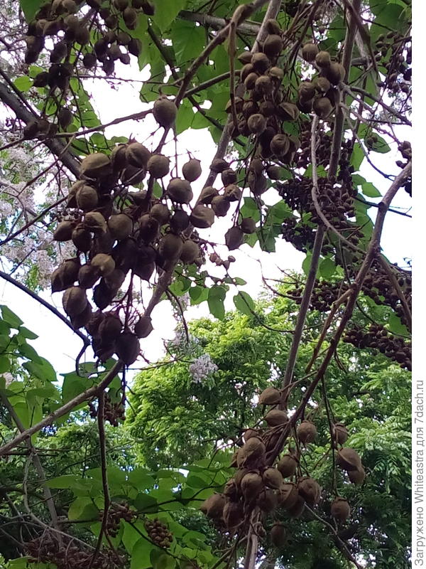 Paulownia tomentosa