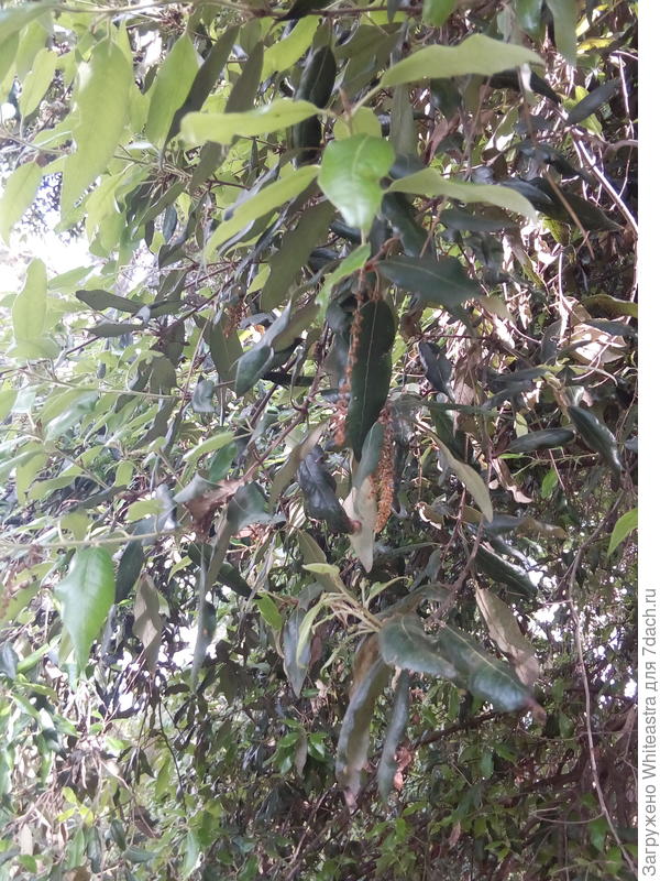 Quercus ilex. Такой вот дуб вечнозеленый
