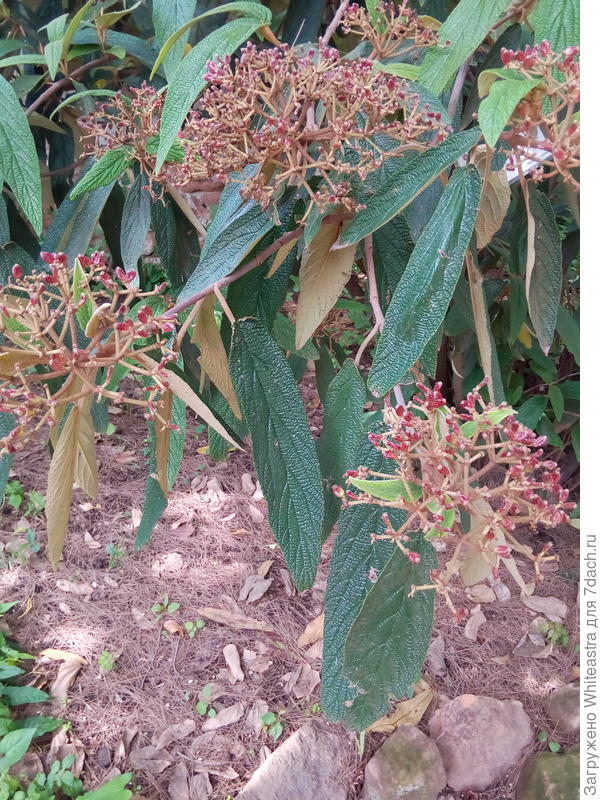 Viburnum rhytidophillum Hemsl.