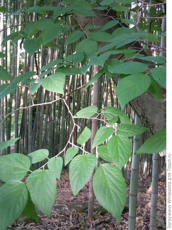 Celtis laevigata