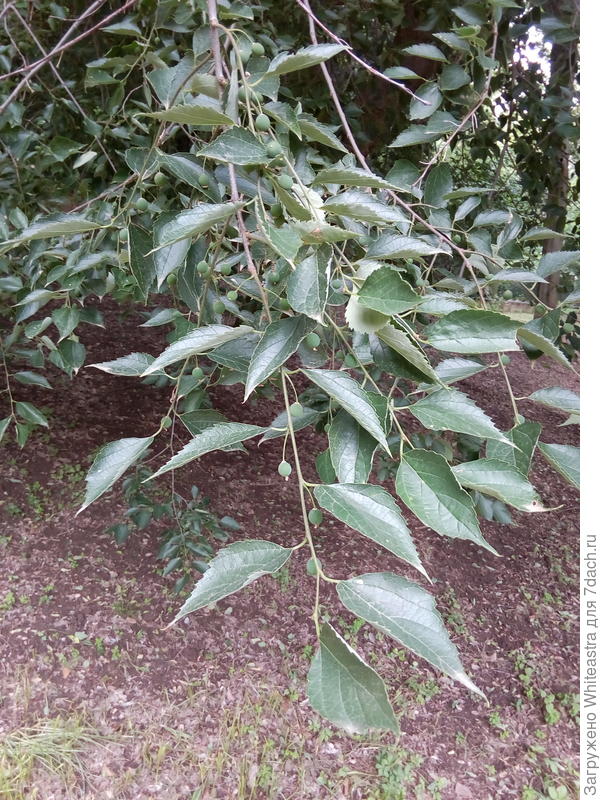 Aphananthe aspera