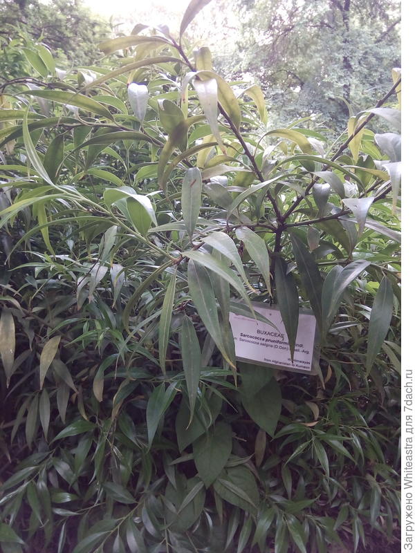 Sarcococca pruniformii