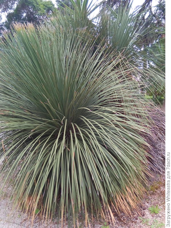Dasylirion acrotchicum